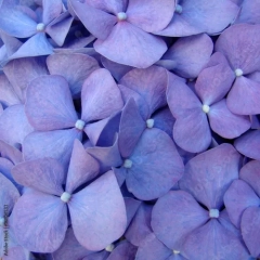 Obraz na płótnie canvas trzyczęściowy "tryptyk" Makro kwiat hortensia